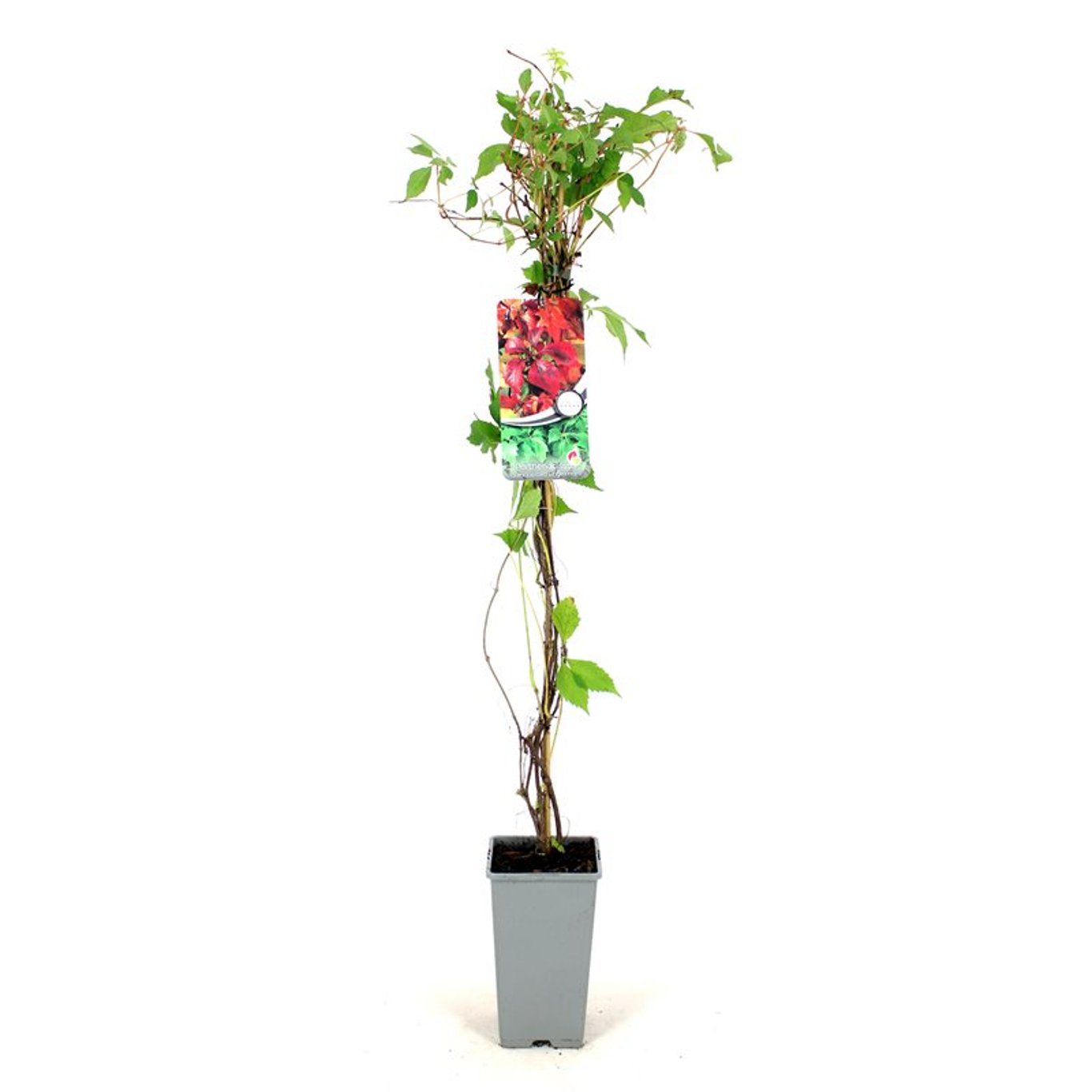 Parthenocissus quinq.engelmannii - C2 80-100 CM Stick